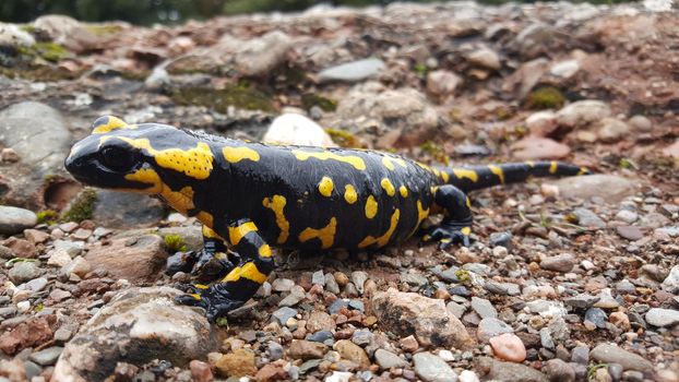 Pregnant European fire salamander in sant llorenç del munt natural park Spain