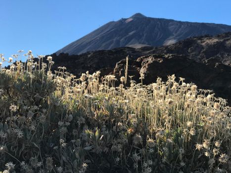 Landscape around Mount Teide a volcano on Tenerife in the Canary Islands