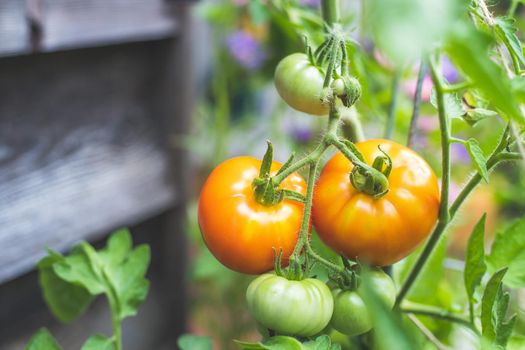 Close up of red and green organic tomatoes on green branch, self-cultivation