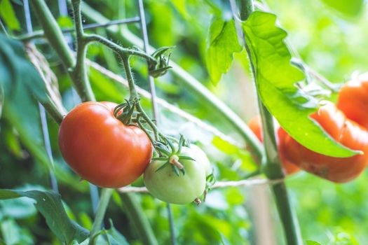 Close up of red and green organic tomatoes on green branch, self-cultivation