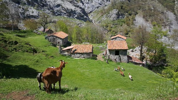 Herd of goats near Caín de Valdeón in Spain