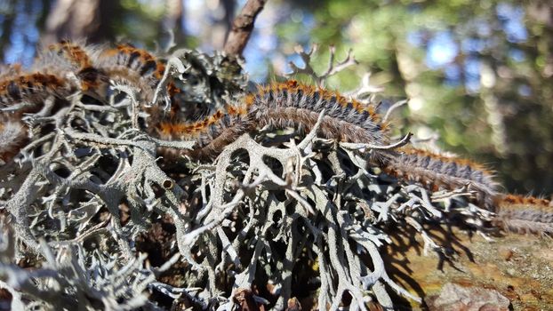 Group of caterpillars on a plant