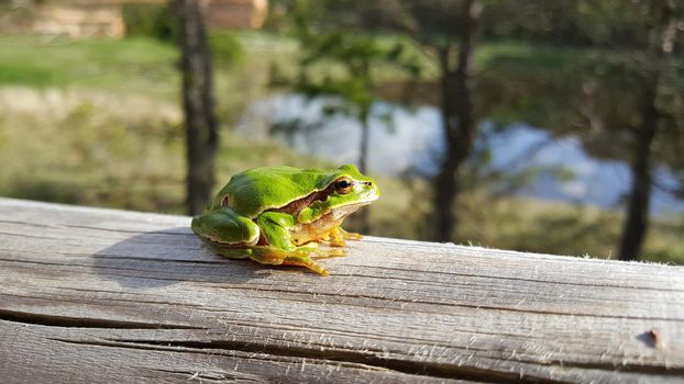 Close up from a green tree frog