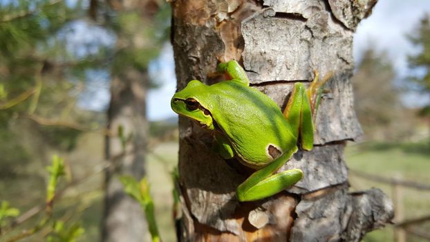 Close up from a green tree frog