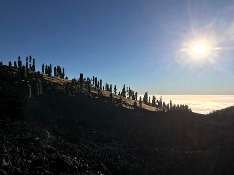 Fir landscape at Teide National Park in Tenerife the Canary Islands