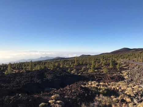 Fir landscape at Teide National Park in Tenerife the Canary Islands