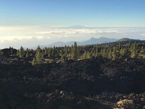 Fir landscape at Teide National Park in Tenerife the Canary Islands