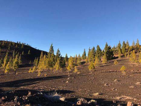 Fir landscape at Teide National Park in Tenerife the Canary Islands