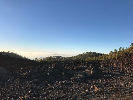 Forest landscape above the clouds at Teide National Park in Tenerife the Canary Islands