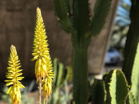 Yellow flower in San Miguel de Tajao Tenerife