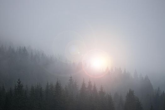 Misty forest in the morning. Skittish and magical atmosphere