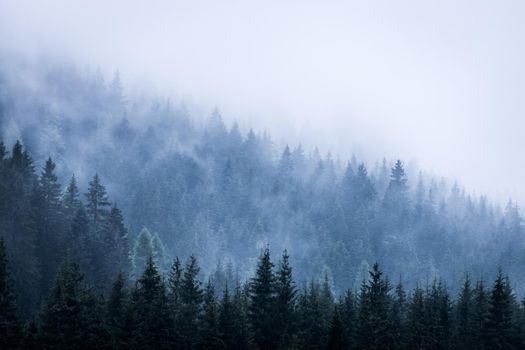 Misty forest in the morning. Skittish and magical atmosphere