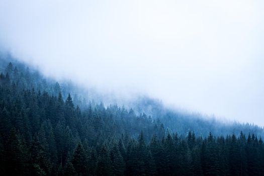 Misty forest in the morning. Skittish and magical atmosphere
