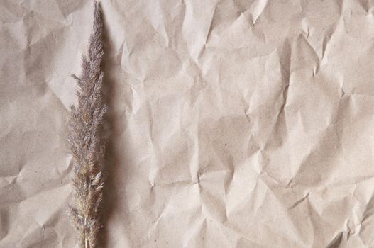 background of crumpled craft paper with dry flower in minimalism style