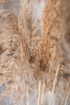 dry marsh plant reed macro photography with blur