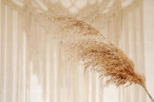 Beige reed against a white wall with a macrame wall panel. A minimal, stylish, trendy concept with a beautiful background with light neutral colors.