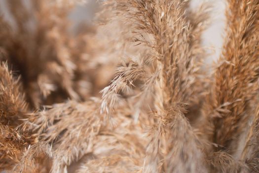 dry marsh plant reed macro photography with blur