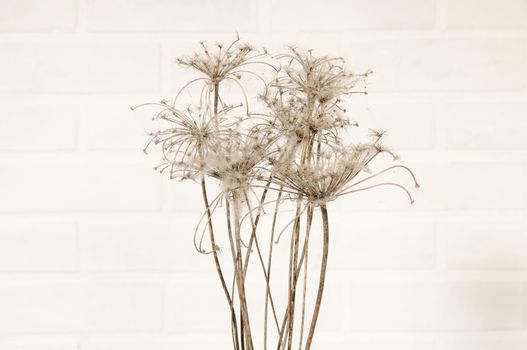 dry flowers braided with cobwebs on a brick wall background