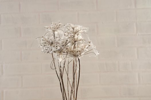 dry flowers braided with cobwebs on a brick wall background