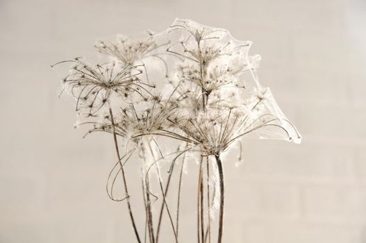 dry flowers braided with cobwebs on a brick wall background