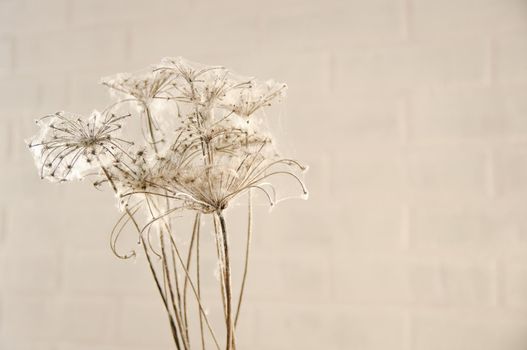 dry flowers braided with cobwebs on a brick wall background