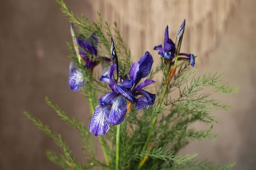 bouquet of wild-growing field plants on the background of a concrete wall with macrame