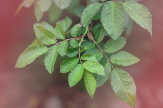 background of blooming young green bush rose leaves