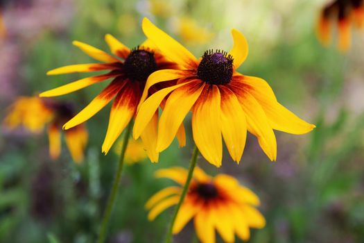 garden flowers bright yellow field plants on a background of green grass and leaves