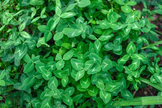background of blooming young green clover