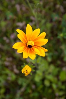 garden flowers bright yellow field plants on a background of green grass and leaves