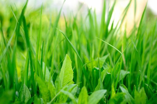 grass on the field macro photography