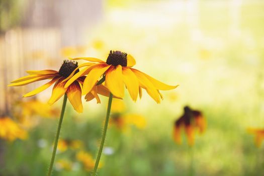 garden flowers bright yellow field plants on a background of green grass and leaves