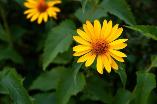 garden flowers bright yellow field plants on a background of green grass and leaves