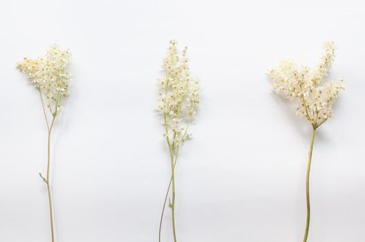 branch of wild plants on a white background in a minimalist style