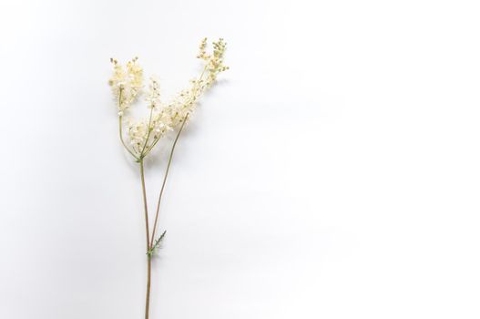 branch of wild plants on a white background in a minimalist style