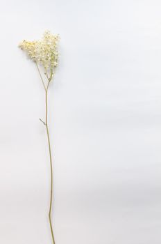 branch of wild plants on a white background in a minimalist style