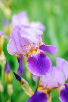 Iris flower macro photo on a green background of nature