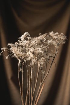 bouquet of dry wild flowers entangled in cobwebs on a beige background