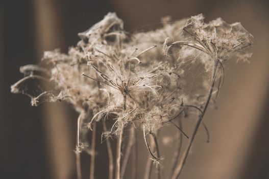 bouquet of dry wild flowers entangled in cobwebs on a beige background