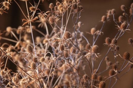 bouquet of wildflowers beige dry thistle on brown background