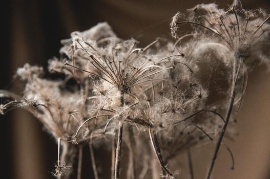 bouquet of dry wild flowers entangled in cobwebs on a beige background