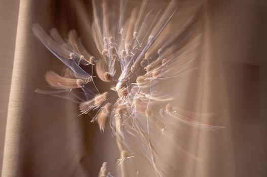 abstract long exposure beige flower bouquet on brown background