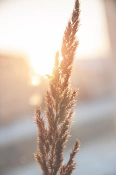 wild dry flower of yellow color light in the rays of the golden sun