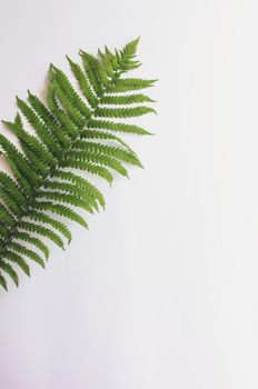 minimalism style, fern leaf on paper background