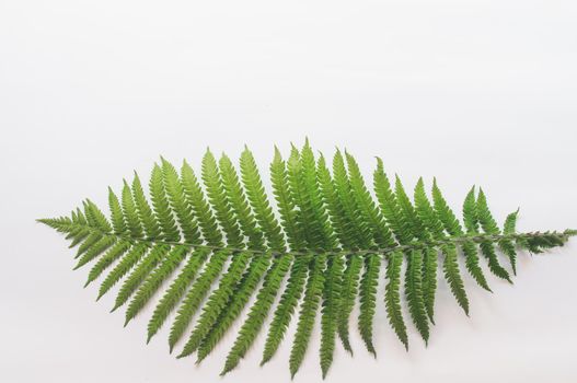 minimalism style, fern leaf on paper background