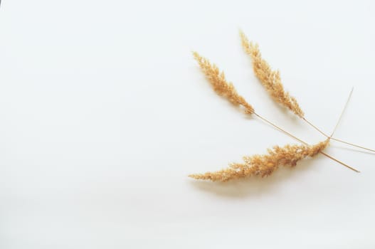 minimalism style, dried grass on a white background