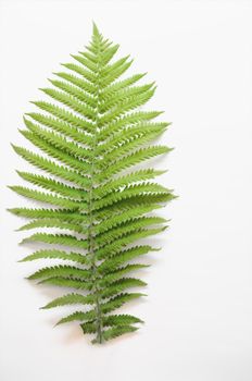 minimalism style, fern leaf on paper background