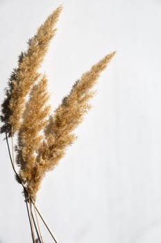 dry spikelet on a white background with bright light