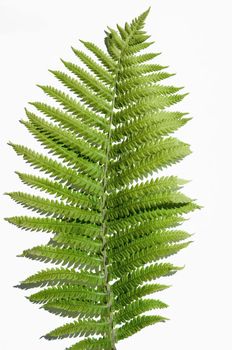 minimalism style, fern leaf on paper background