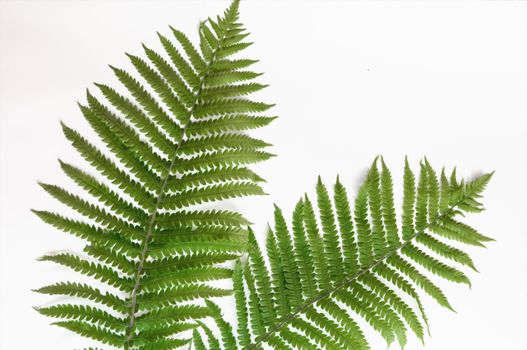 minimalism style, fern leaf on paper background